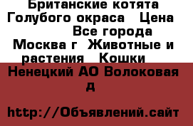 Британские котята Голубого окраса › Цена ­ 8 000 - Все города, Москва г. Животные и растения » Кошки   . Ненецкий АО,Волоковая д.